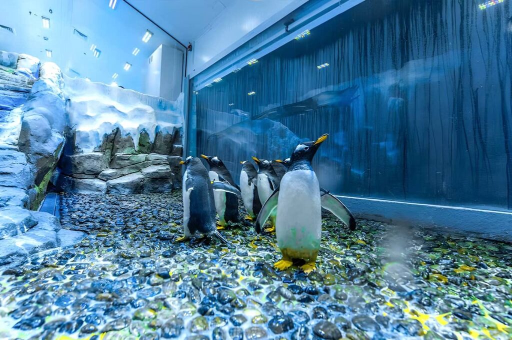 Dubai Aquarium & Underwater Zoo and Penguin Cove